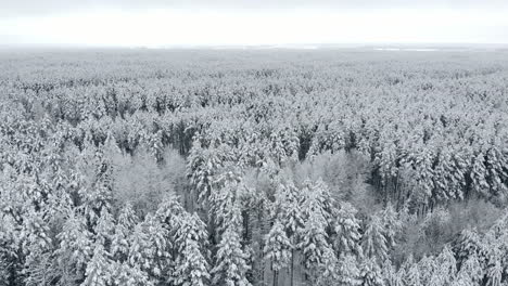 4k.-Vuelo-Sobre-El-Bosque-Invernal-En-El-Norte,-Vista-Aérea-Superior.