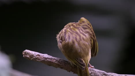 Die-Rückansicht-Eines-Niedlichen-Webervogels,-Der-Seinen-Rechten-Flügel-Auf-Einem-Ast-Pflegt---Nahaufnahme