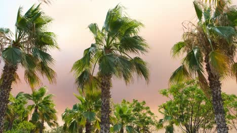 campfire smoke in the sunset light against the backdrop of palm trees with huge clouds of orange smoke and flames. exotic look. environmental pollution concept from forest fires