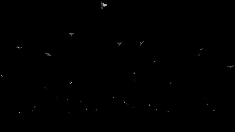 pigeons flying against black, 4k