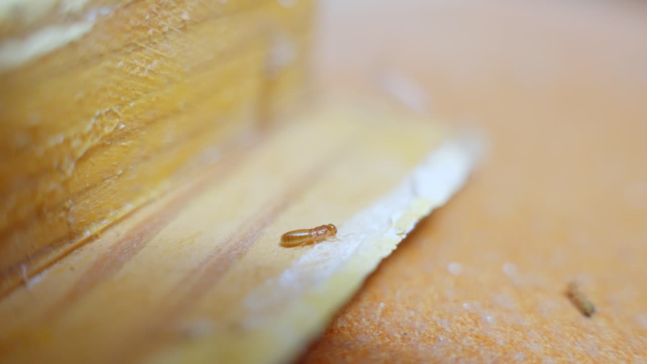 primer plano, una termita marrón comiendo un pedazo seco de madera, invasión en el hogar