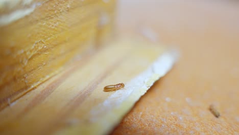 primer plano, una termita marrón comiendo un pedazo seco de madera, invasión en el hogar