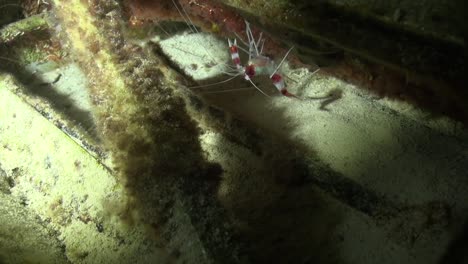 Banded-Coral-Shrimp