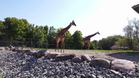 two giraffes are walking - zoo