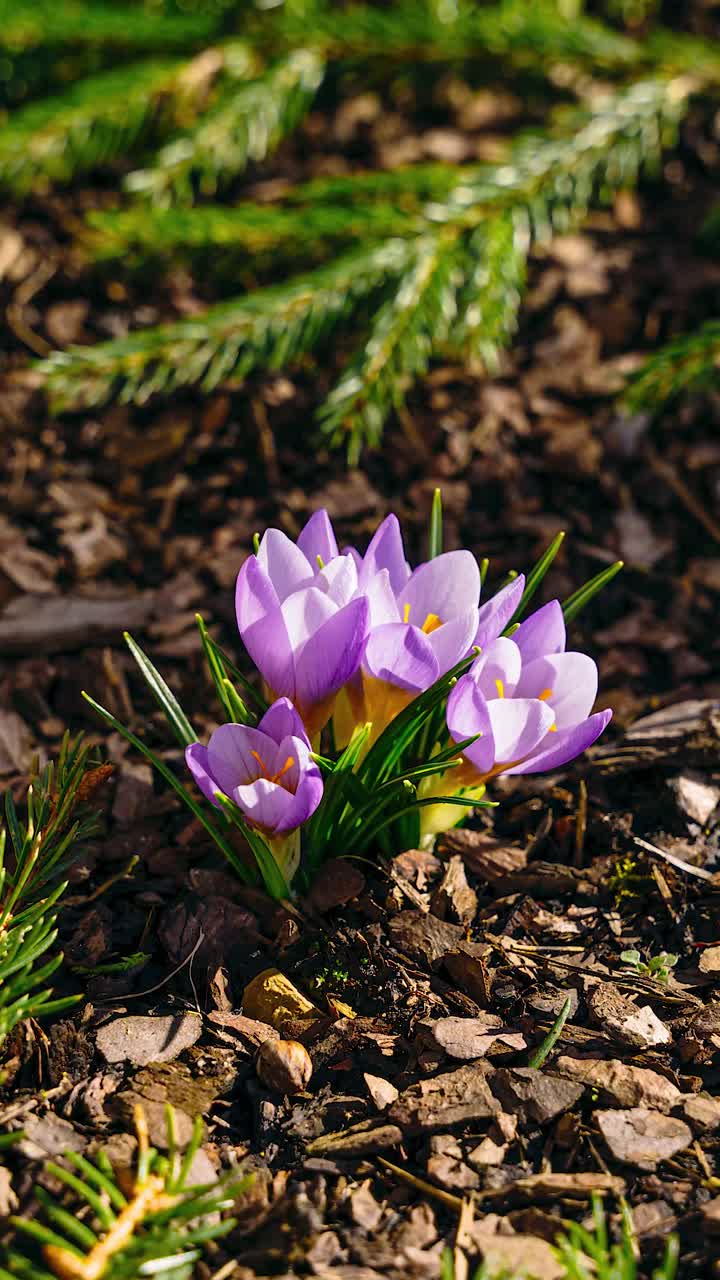 Fast vertical timelapse of violet crocus flower blooming on a sunny spring day. Bees collecting pollen from vibrant crocus flowers on a sunny spring day.
