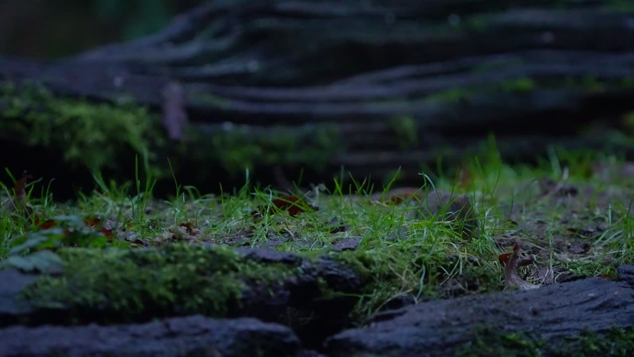 Un topo selvatico cammina sul terreno della foresta vicino a un tronco e al muschio, bosco olandese, slow motion