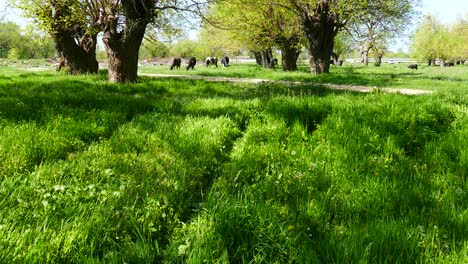 Eine-Herde-Kühe-Die-Weide-Einer-Wiese-Mit-Saftigem-Gras