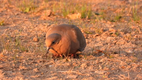 a turtledove that feeds during the hours of a golden sunset