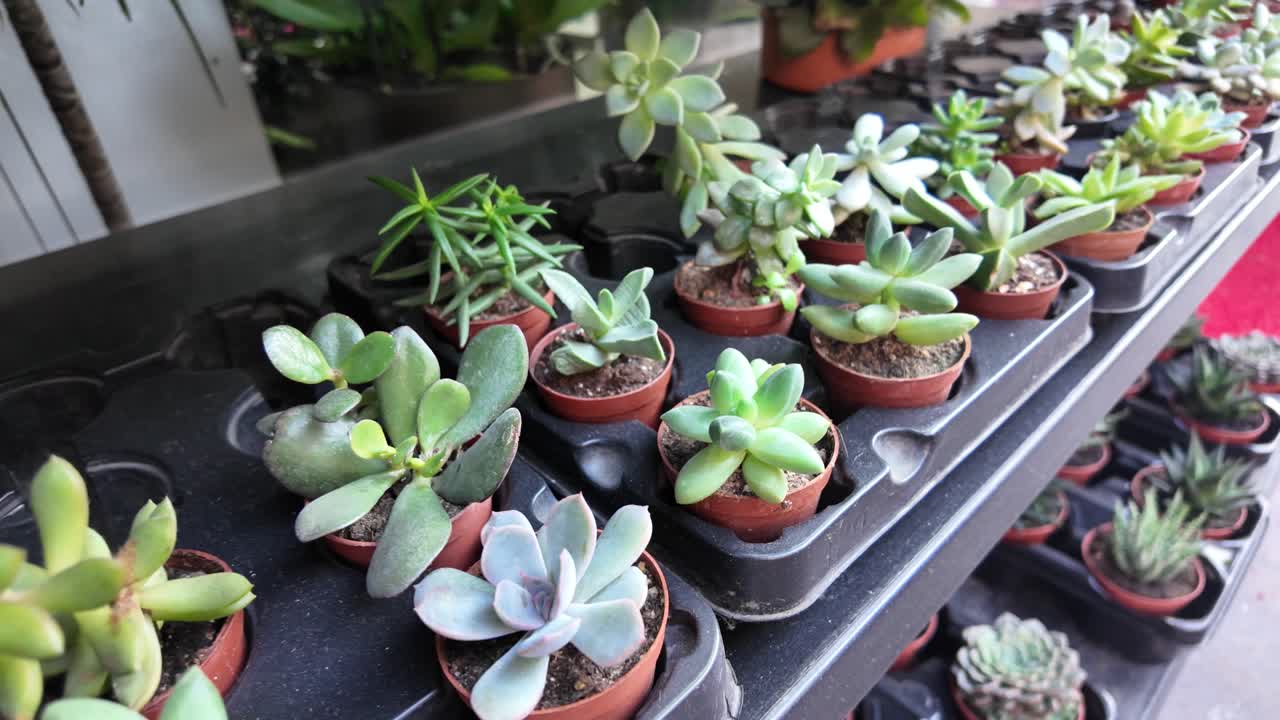 多肉植物のディスプレイ