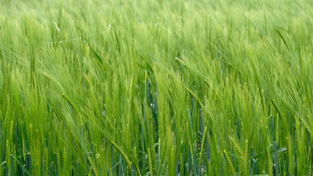 A filed of Barley crop swaying in the breeze, Warwickshire, England.