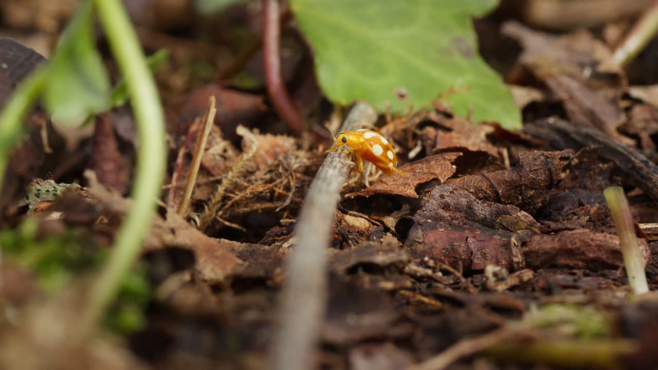 ladybird naranja se sube sobre una ramita en el suelo del bosque con detritus, vista lateral
