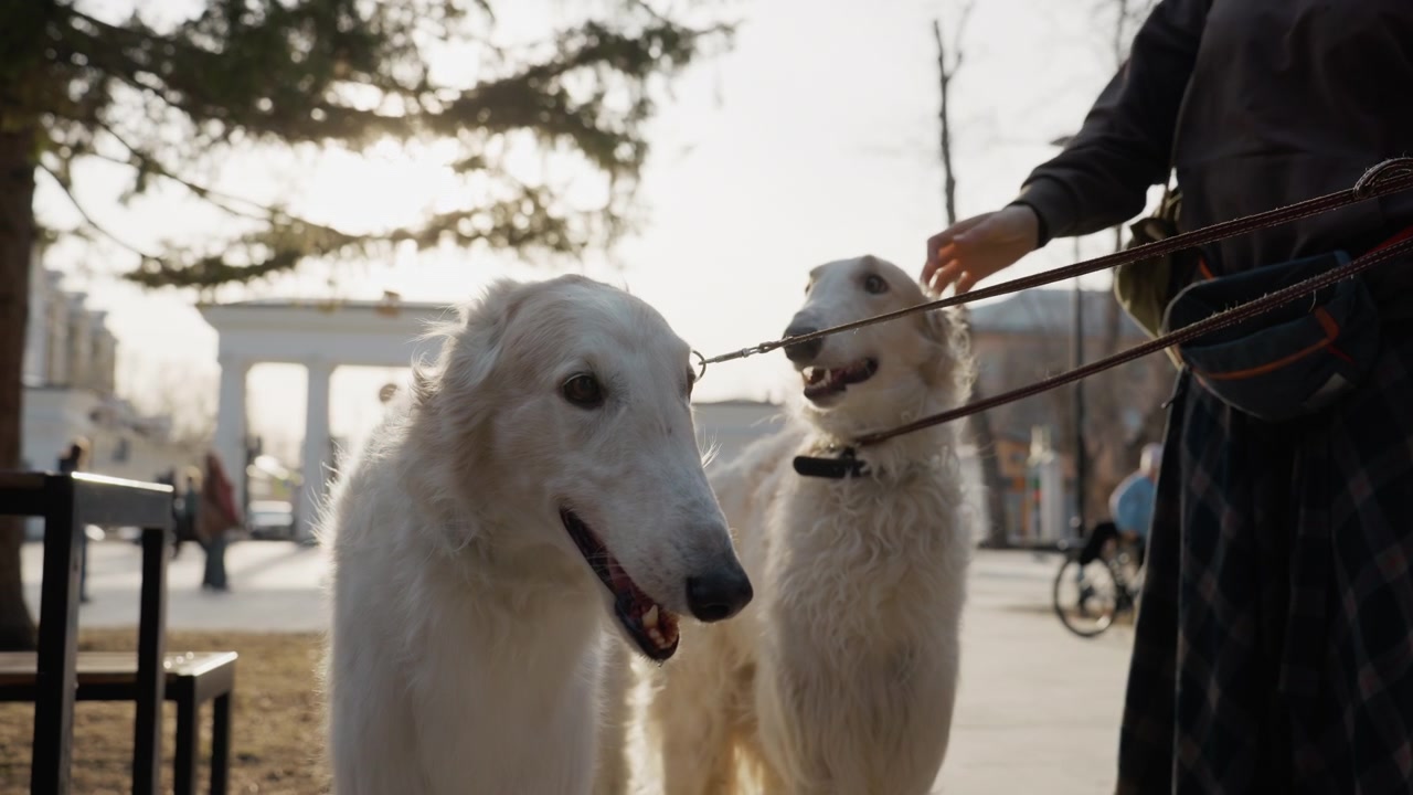 Due cani bianchi al guinzaglio stanno all'aperto con una persona, mostrando espressioni rilassate sotto la luce solare intensa. Lo sfondo presenta alberi e persone in lontananza che camminano vicino a una struttura architettonica.