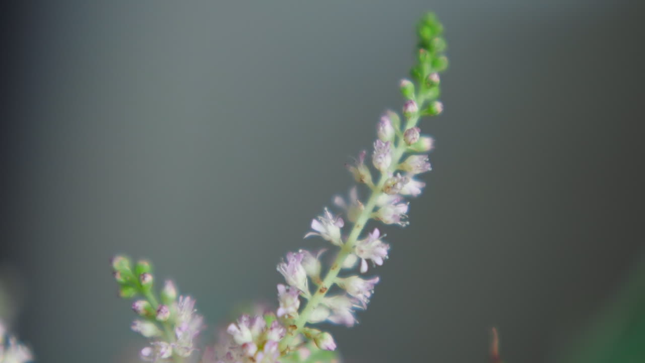 축제의 꽃다발 클로즈업에서 줄기에 작은 분홍색 꽃