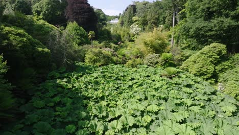 green tropical garden valley lined by tall trees. reverse camera flight revealing elephant ear plants on summer day.