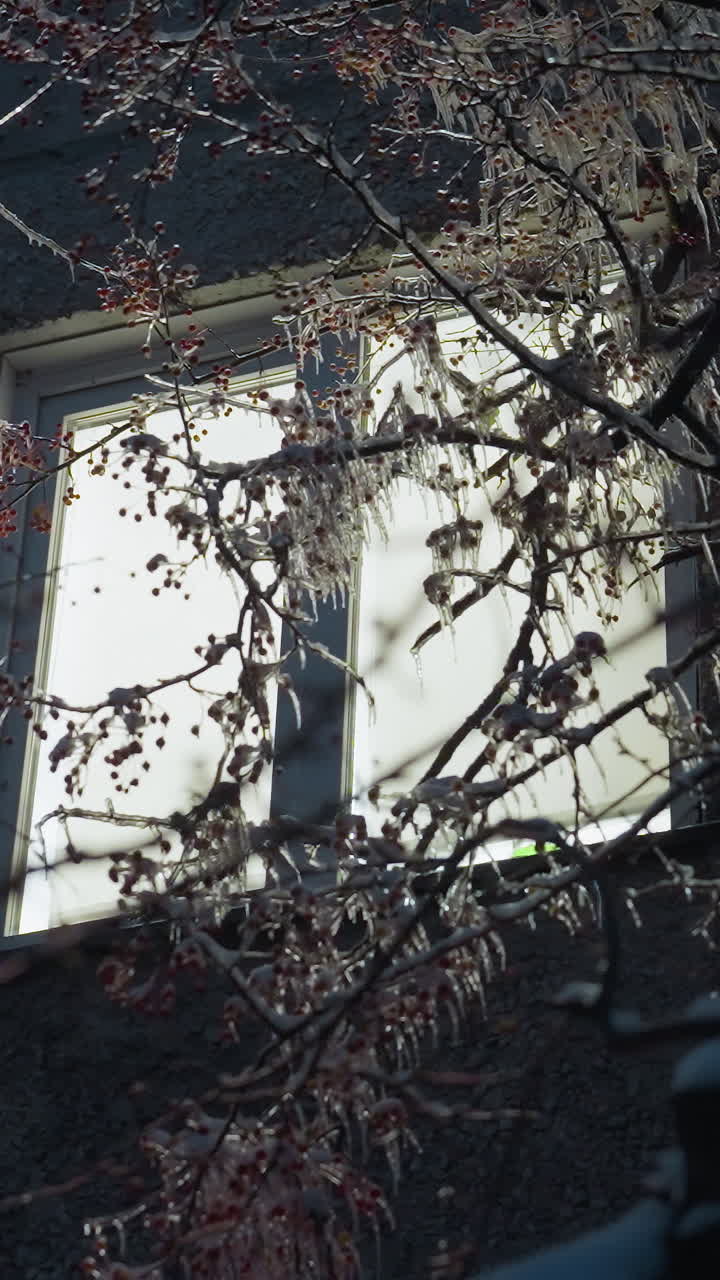 Residential building exterior illuminated by light streaming through a window, surrounded by frosty branches of a tree, the glowing light inside contrasts beautifully with the icy