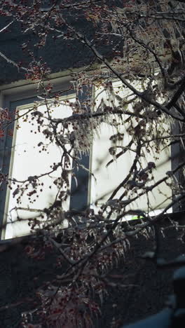 el exterior del edificio residencial iluminado por la luz que fluye a través de una ventana, rodeado por las ramas heladas de un árbol, la luz brillante del interior contrasta maravillosamente con el hielo
