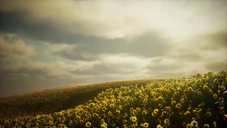 Hermosos-Girasoles-Y-Nubes-En-Una-Puesta-De-Sol-De-Texas