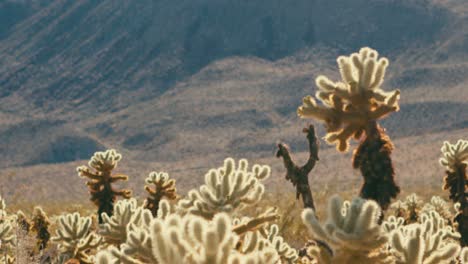 panorámica sobre el jardín chollas en el desierto