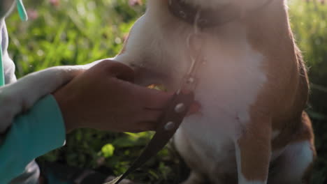 close up of german shepherd with paw resting on tamer's hand as owner gently touches belly on green grass during sunny peaceful outdoor moment showing bond trust care connection affection loyalty