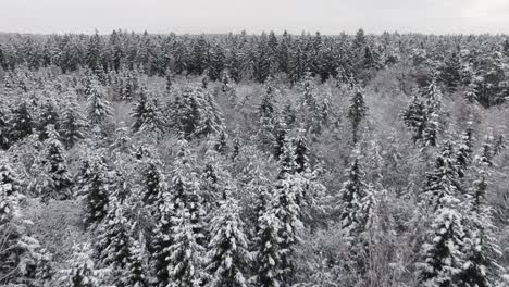 Vista-Aérea-De-Un-Bosque-Nevado-En-El-Norte-De-Alemania