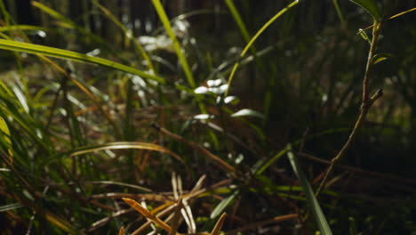 Motion-above-grass-and-dry-pine-needles-in-spring-forest