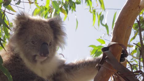 koala agarrándose a la rama del árbol rascándose a sí mismo