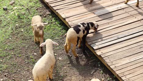 flock of sheep walking on a wooden pathway