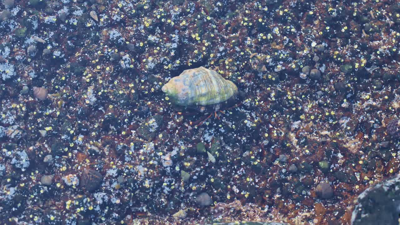 A hermit crab slowly shifting across clear shallow water on rocky Spain coast