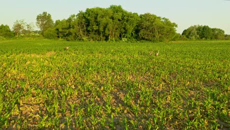 Drone-Aerial-Shot-of-Crane-bird-in-fields