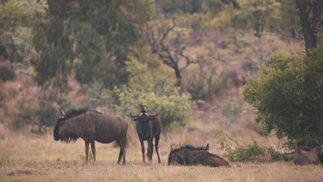 Gnus-Ruhen-In-Windiger-Savanne,-Madenhacker-Sitzen-Auf-Dem-Rücken