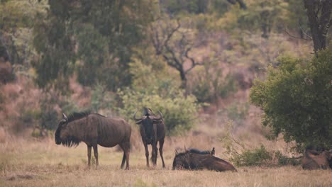 ñus descansando en sabana ventosa, picabueyes sentado en la espalda