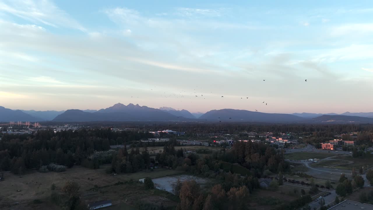 Migratory Birds Flying Over The Countryside Town Near Langley In British Columbia, Canada. Aerial Drone Shot