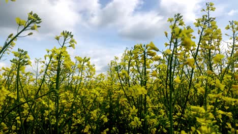 open field plantation of yellow full bloom rapeseed