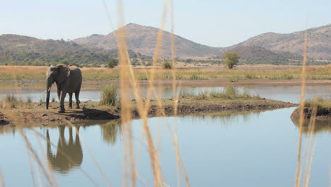 Elephants-drinking-from-watering-hole