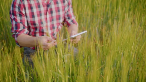 farmer inspecting wheat crop with tablet