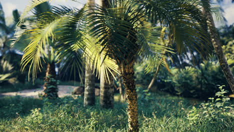 Lush greenery featuring a palm tree in a tropical garden during daytime