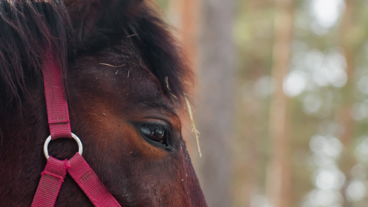 Retrato de un caballo entre pinos, perfil sereno de un caballo en medio de un paisaje de bosque invernal, retrato tranquilo de un caballo con crin resaltada rodeado de troncos de pino difuminados y luz de día invernal.