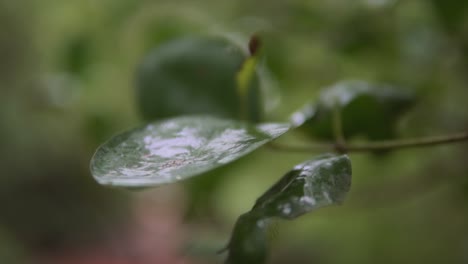 綠色<unk>動滑動器近距離拍攝,有鮮綠色 bokeh 背景