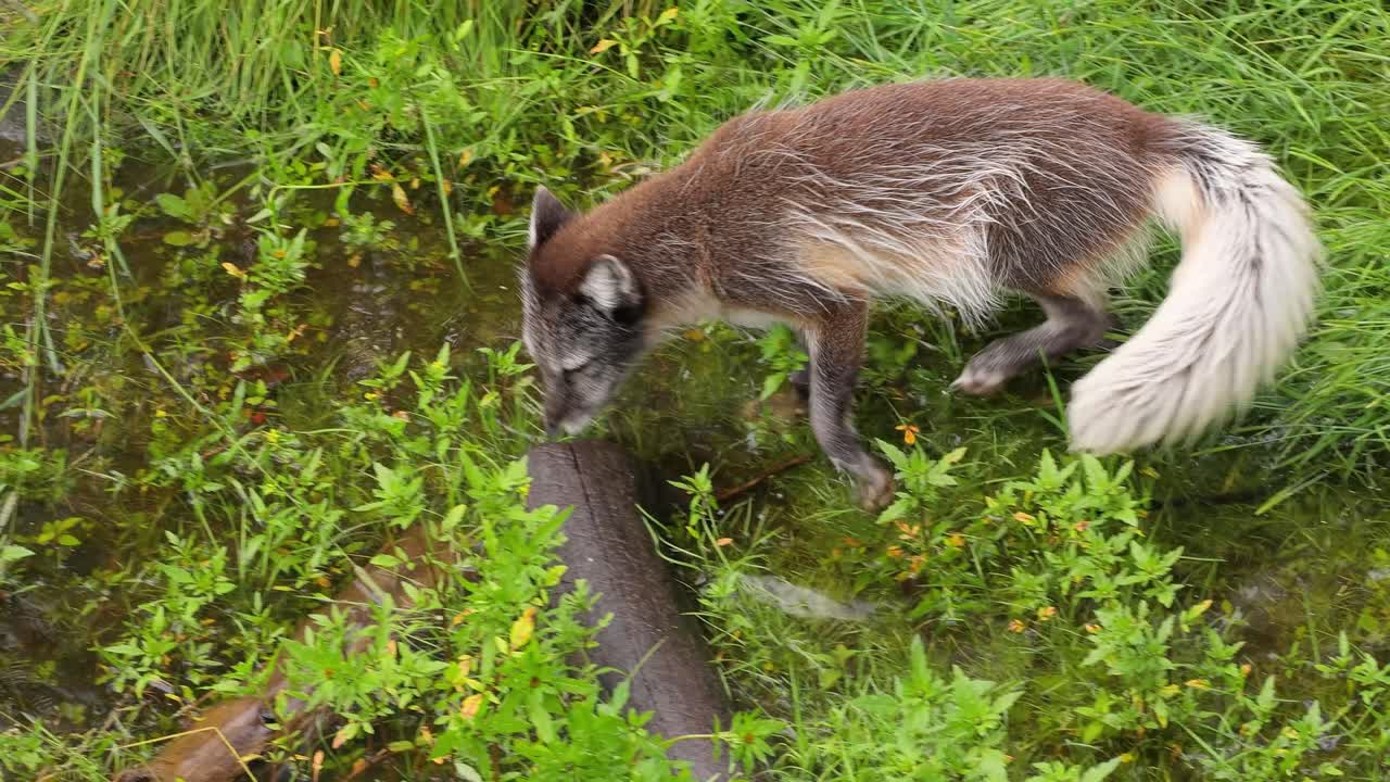 zorro ártico bebiendo en el humedal
