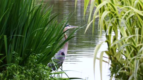 bleu heron(ardea herodias) hiding behind some water plants.