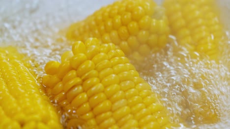 corn cobs in boiling hot water. maize has become a staple food in many parts of the world, with the total production of maize surpassing that of wheat or rice.