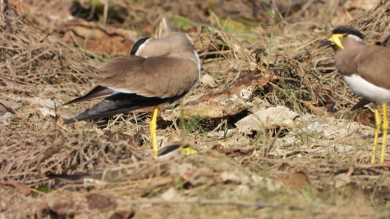 연못 지역의 노란색 wattled lapwing