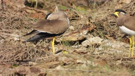Yellow-wattled-Lapwing-in-pond-area-