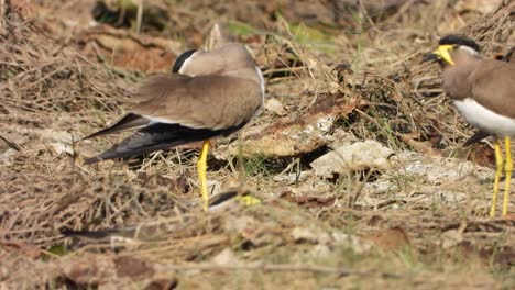 yellow-wattled lapwing in pond area