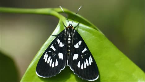 Schwarzer-Schmetterling-Thront-Auf-Einem-Ast-Im-Wilden-Wald