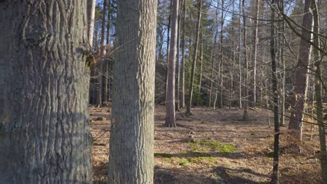 Panorama-Correcto-De-La-Hermosa-Luz-Del-Sol-A-Través-De-Los-árboles-Del-Bosque-En-Alemania