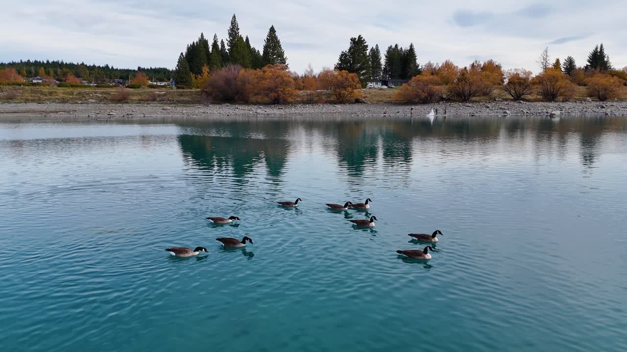 Canada geese glide across a turquoise glacial lake surrounded by autumn foliage, captured in a serene aerial view
