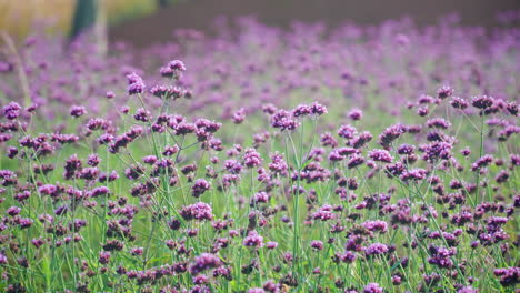 Purpletop-Eisenkrautblüten,-Verbena-Bonariensis,-Clustertop-Eisenkrautblütenfeld,-Das-Im-Ökopark-Gaetgol-Schwankt