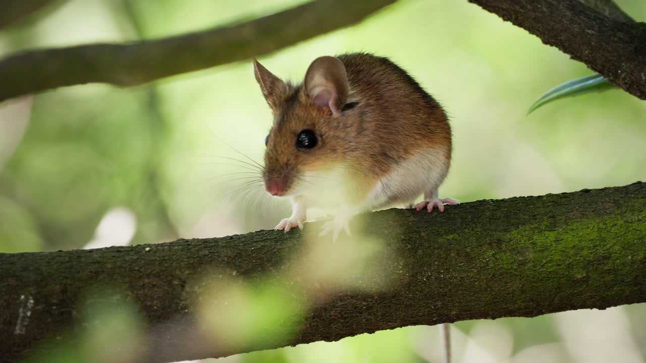 A wood mouse sits on a branch in the shade in the garden and quietly observes its surroundings.