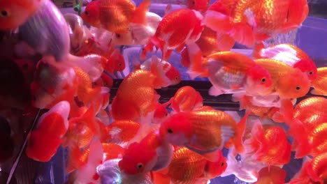many of the goldfish swimming in clear glass tank aquarium so beautiful are golden color,white and orange color